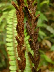 Blechnum fluviatile. Mature, fertile pinnae with sori arranged in continuous rows along the length of the pinna segment either side of the costa.
 Image: L.R. Perrie © Te Papa CC BY-NC 3.0 NZ